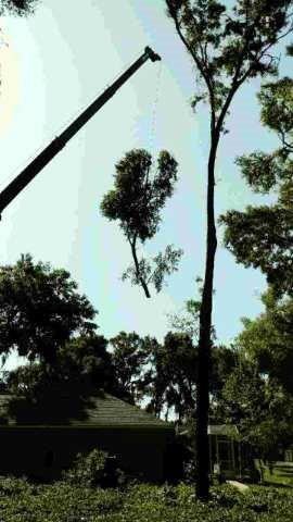 01 Tree Cutting with Crane
